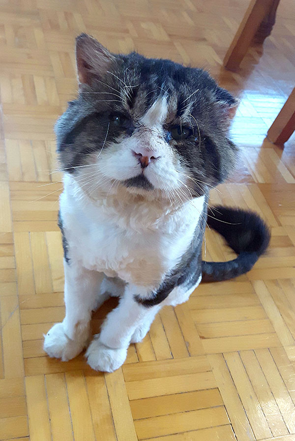 Chat Errant Qui Miaule Sans Cesse Un chat errant sauvé par une famille - l'histoire de Paul | EnBeauce.com